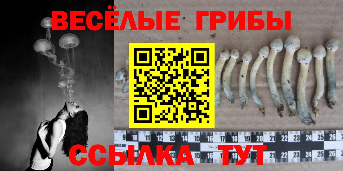 Псилоцибиновые грибы Psilocybe  Вход с VPN  Галлюциногенные грибы Psilocybe  Ставрополь 