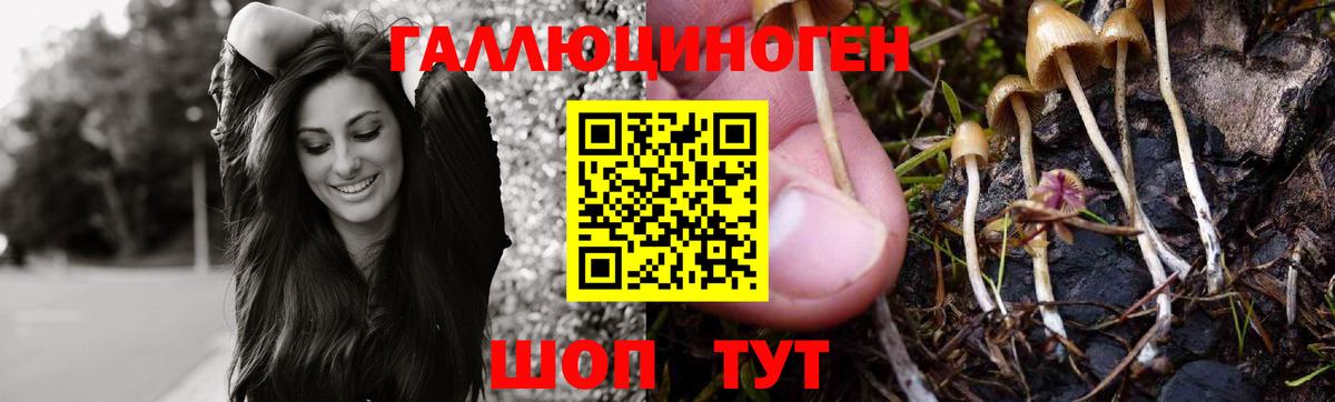 Галлюциногенные грибы Psilocybe Ставрополь